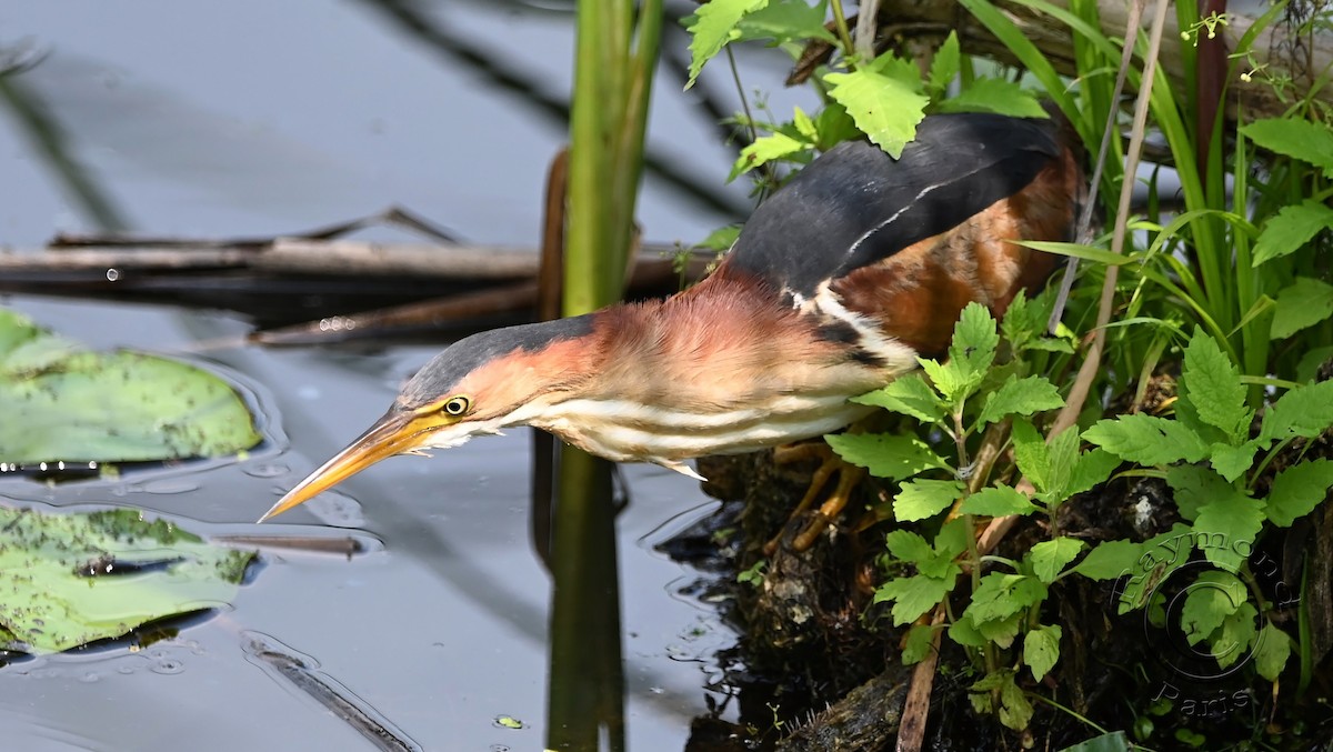 Least Bittern - ML622101677