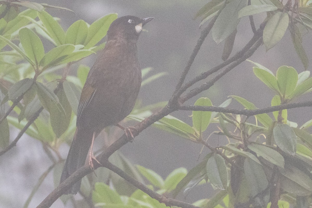 Black-faced Laughingthrush - ML622101678