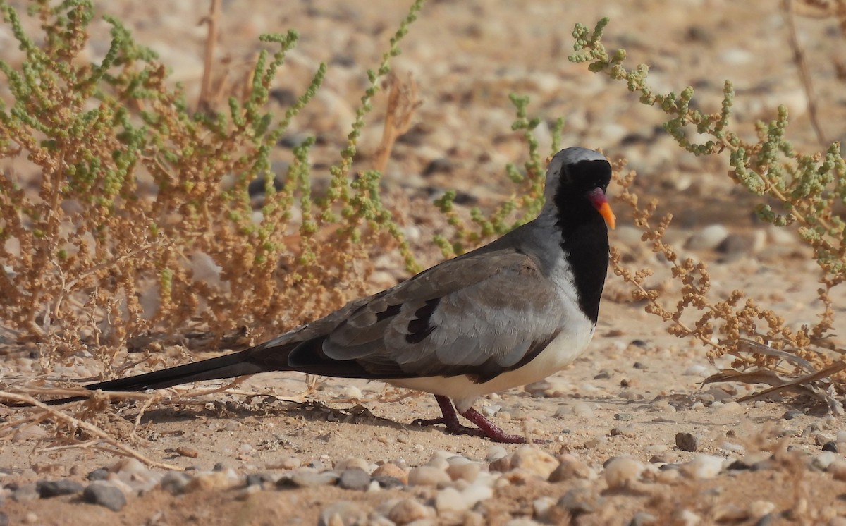 Namaqua Dove - ML622101679