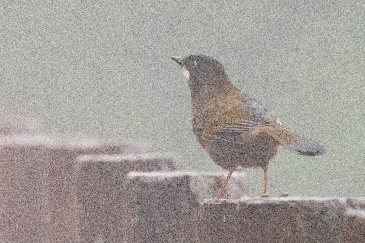 Black-faced Laughingthrush - ML622101680