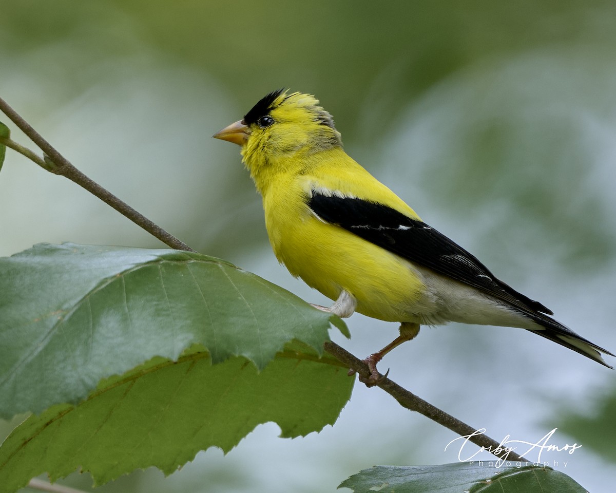 American Goldfinch - ML622101682