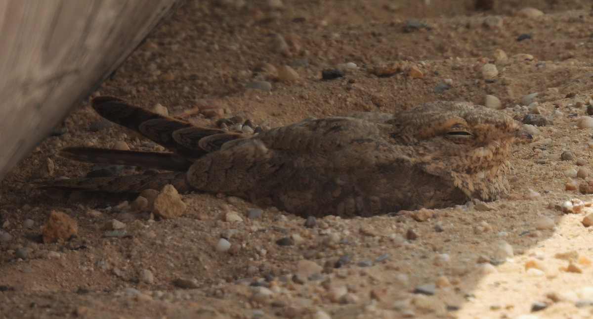 Egyptian Nightjar - ML622101683