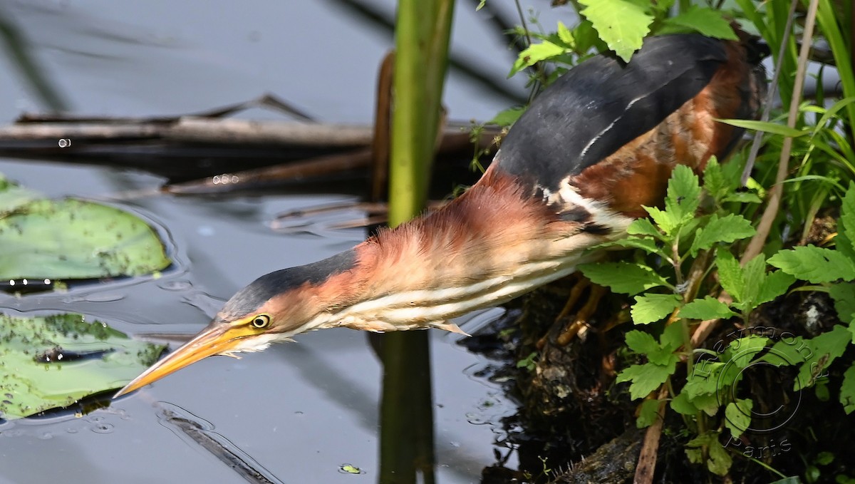 Least Bittern - ML622101684