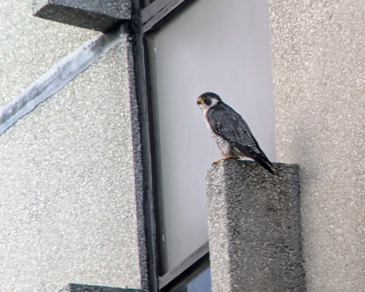 Peregrine Falcon - ML622101685