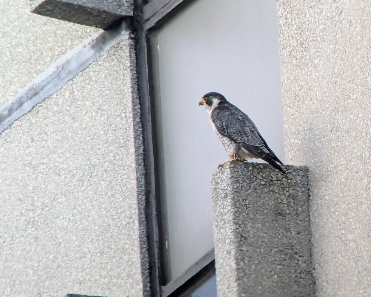 Peregrine Falcon - ML622101686