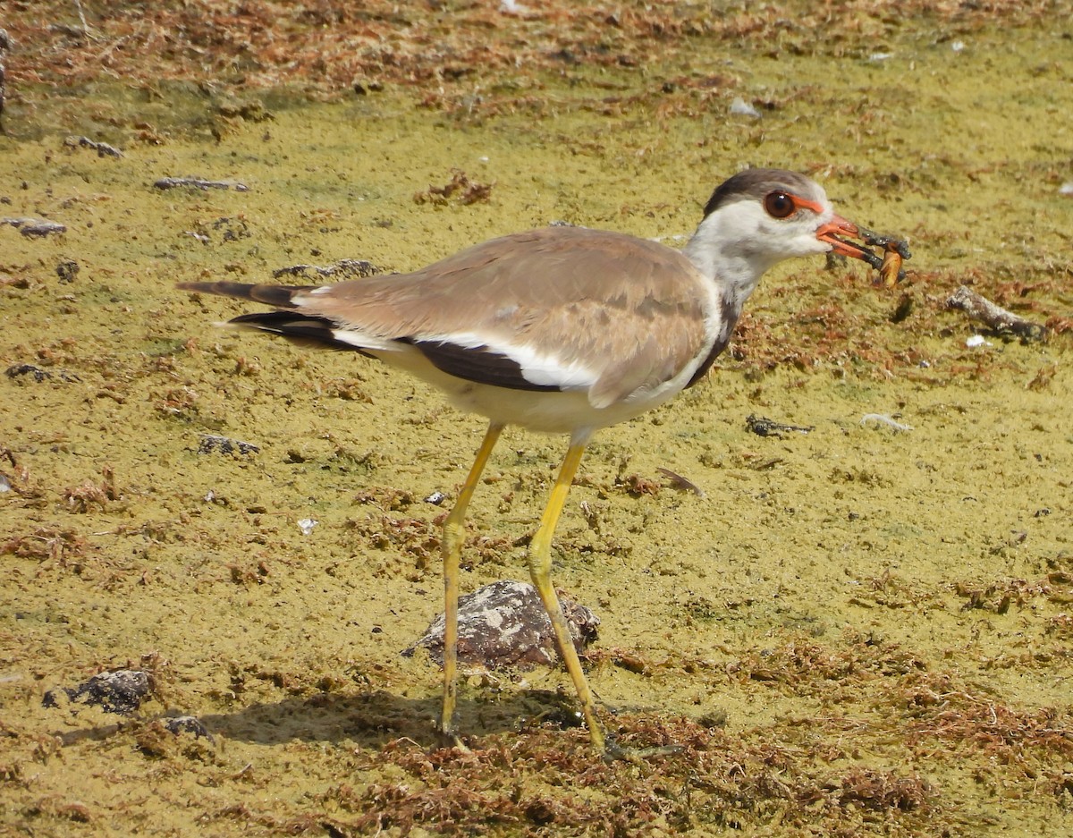 Red-wattled Lapwing - Uma Pandiyan