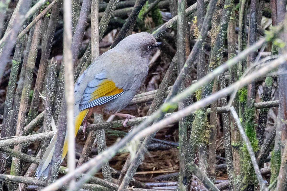 Elliot's Laughingthrush - ML622101688