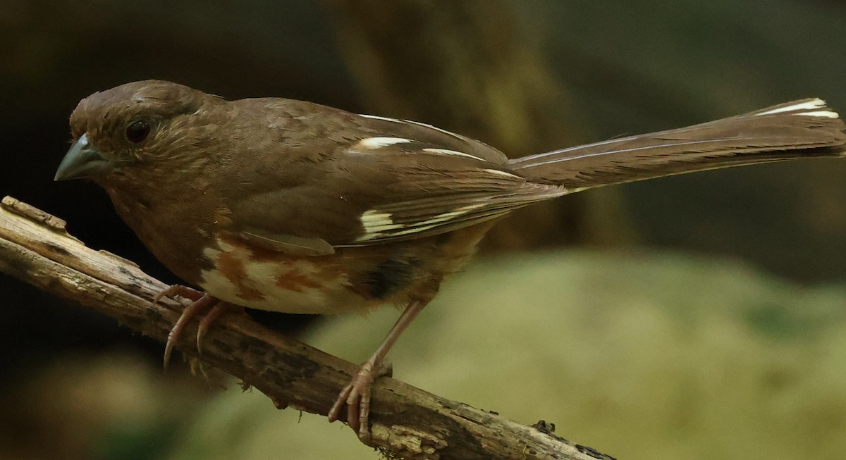 Eastern Towhee - ML622101689