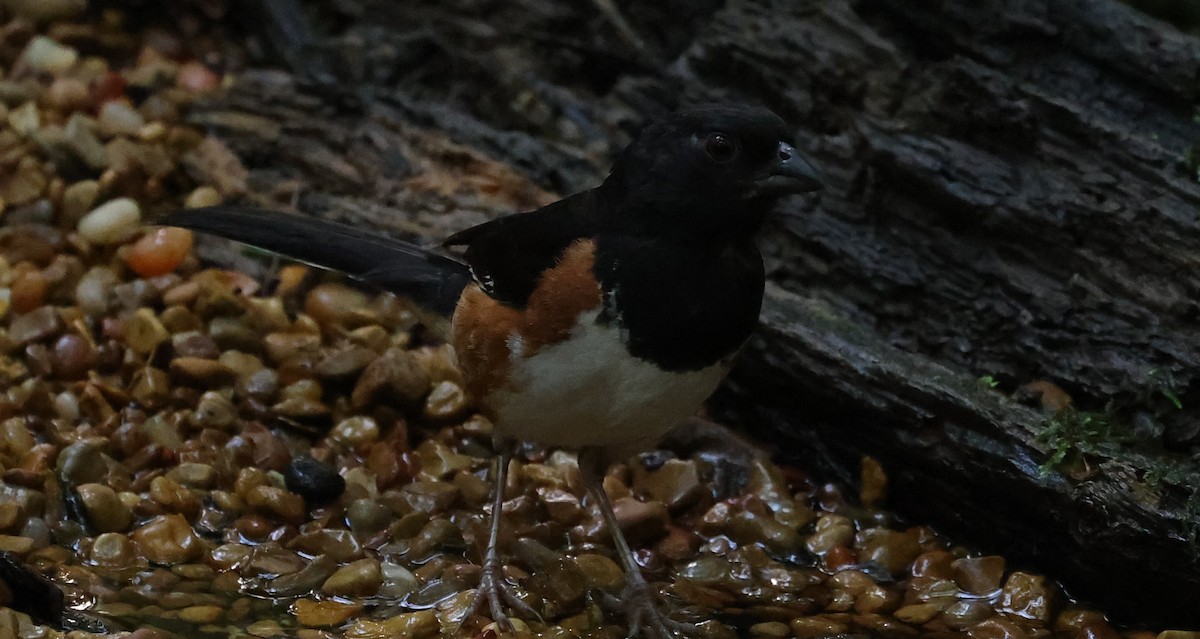 Eastern Towhee - ML622101690