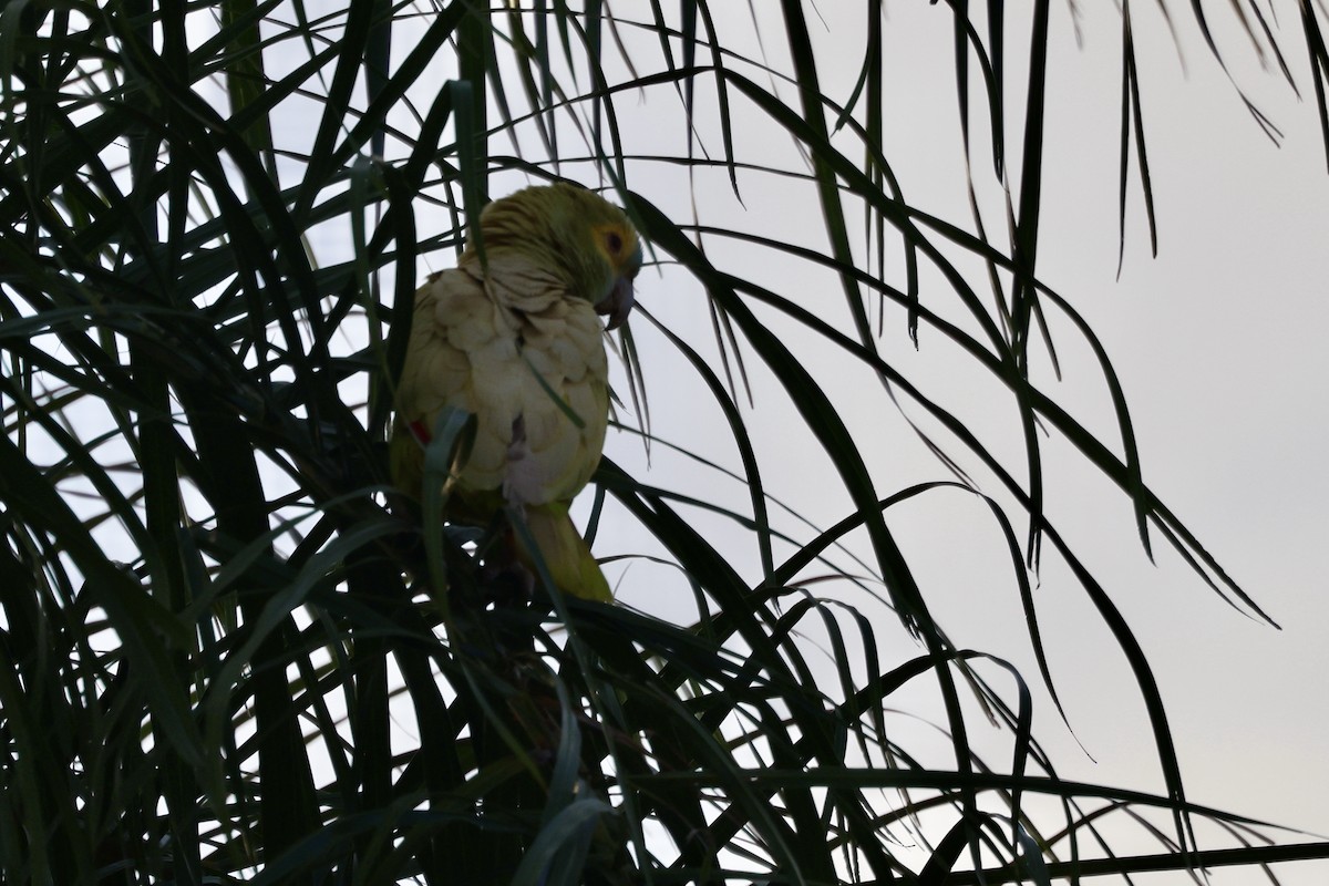 Turquoise-fronted Parrot - ML622101691