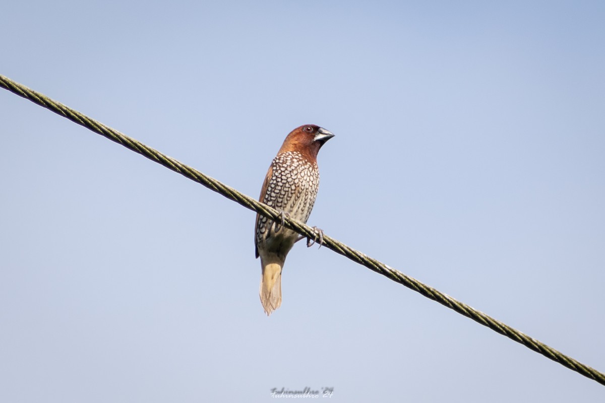 Scaly-breasted Munia - ML622101692