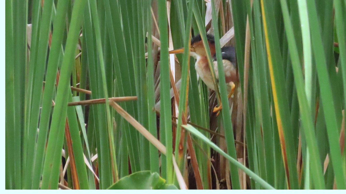 Least Bittern - Todd Alfes