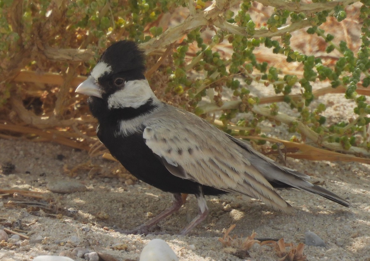 Black-crowned Sparrow-Lark - ML622101695