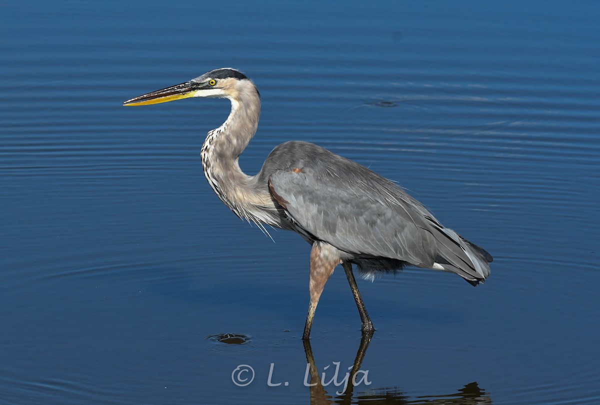 Great Blue Heron - ML622101697