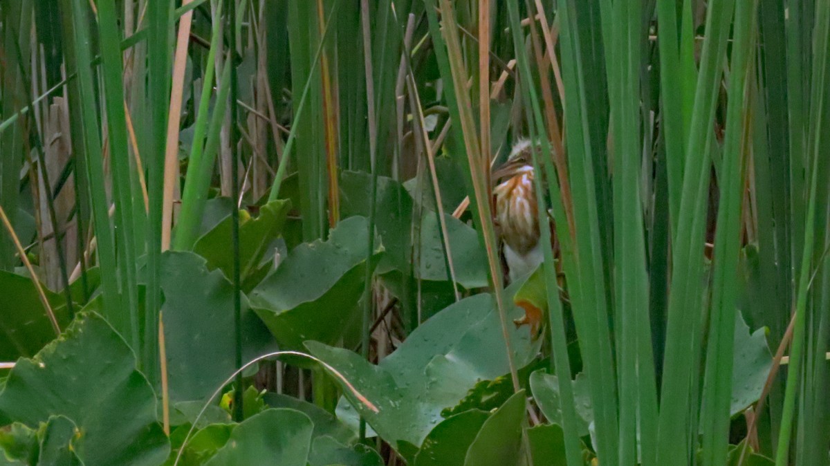 Least Bittern - Todd Alfes