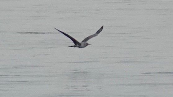 Red-footed Booby - ML622101712