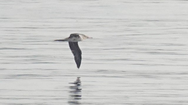 Red-footed Booby - ML622101713