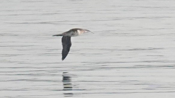 Red-footed Booby - ML622101714