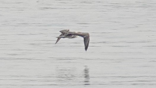 Red-footed Booby - ML622101716