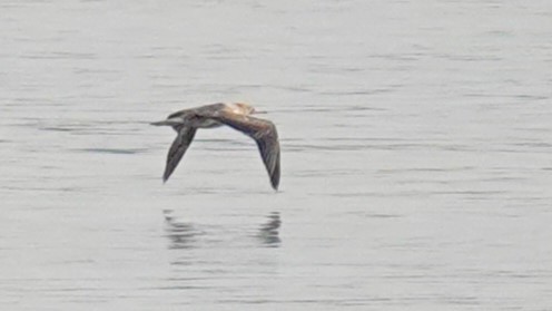 Fou à pieds rouges - ML622101717