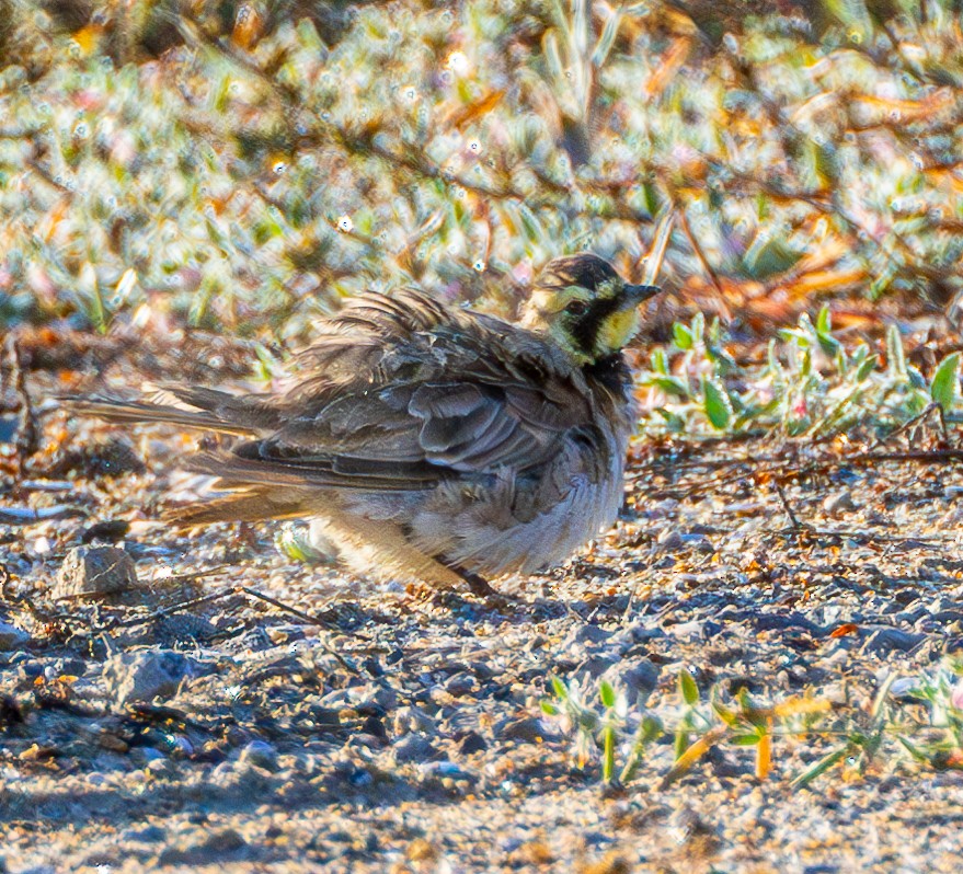 Horned Lark - ML622101719