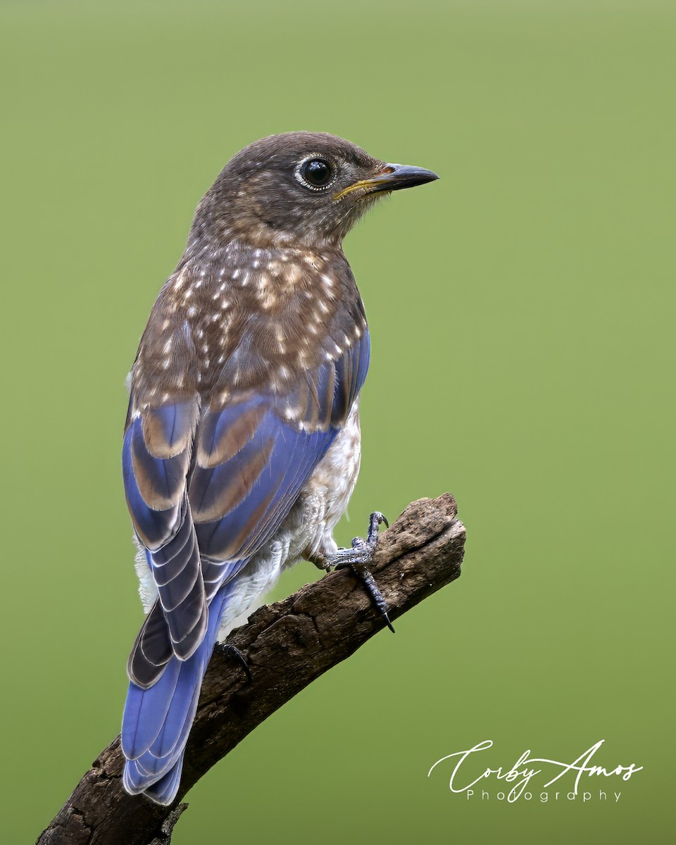 Eastern Bluebird - Corby Amos