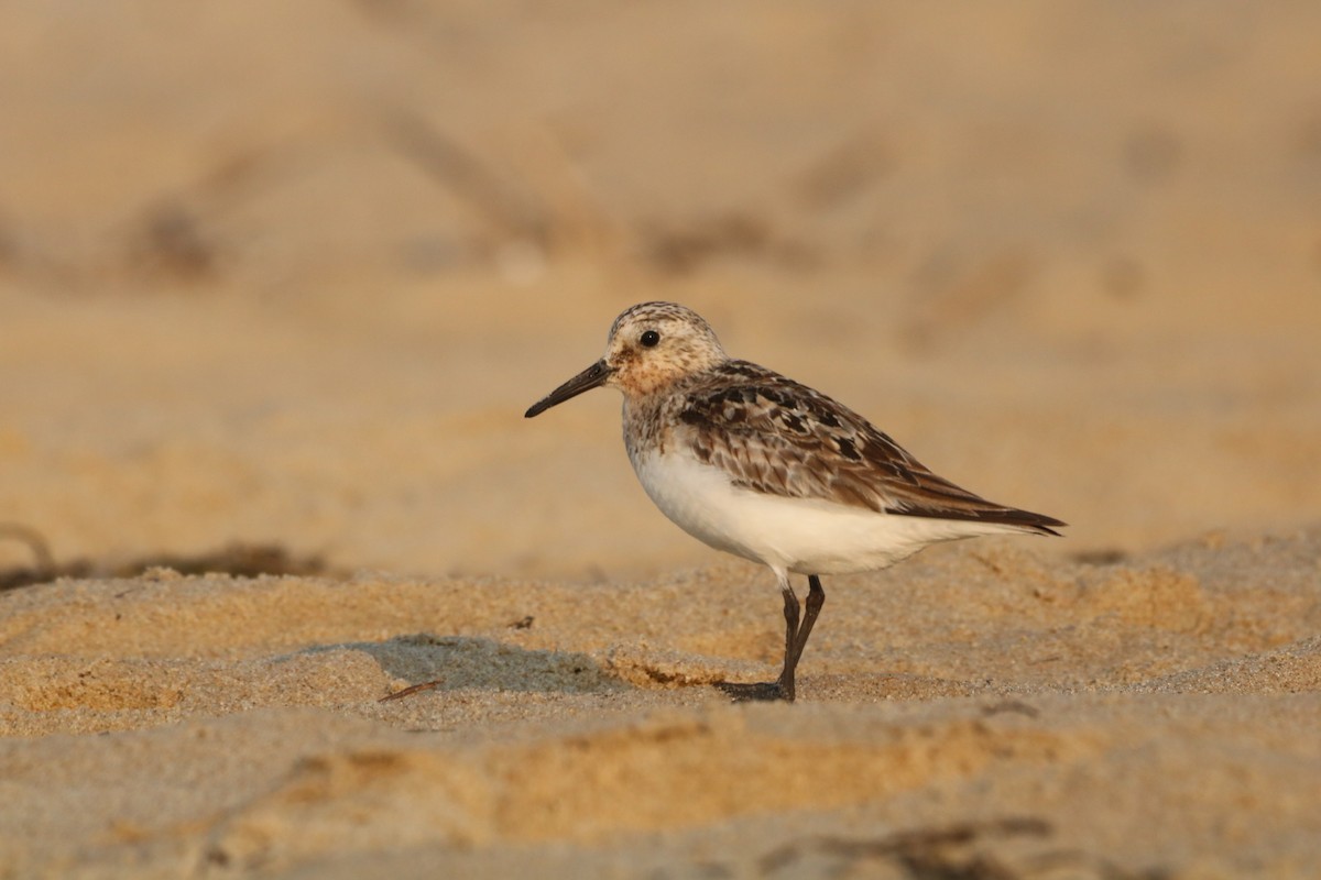 Sanderling - Steve Myers