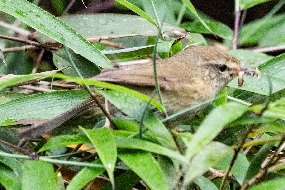 Aberrant Bush Warbler (Perplexing) - ML622101807