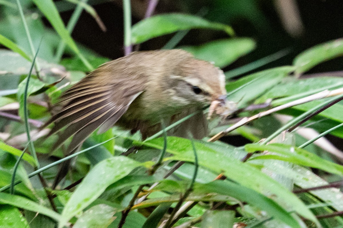 Aberrant Bush Warbler (Perplexing) - ML622101808