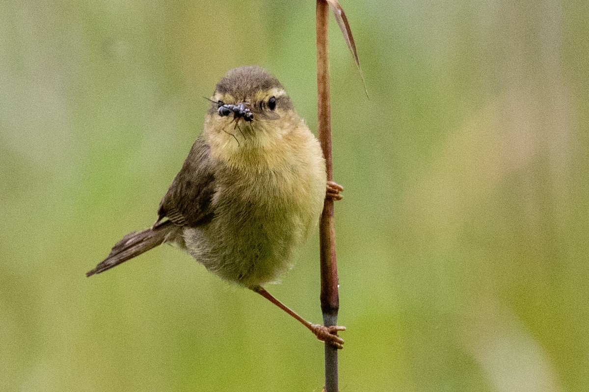 Tickell's Leaf Warbler (Alpine) - Sue Wright