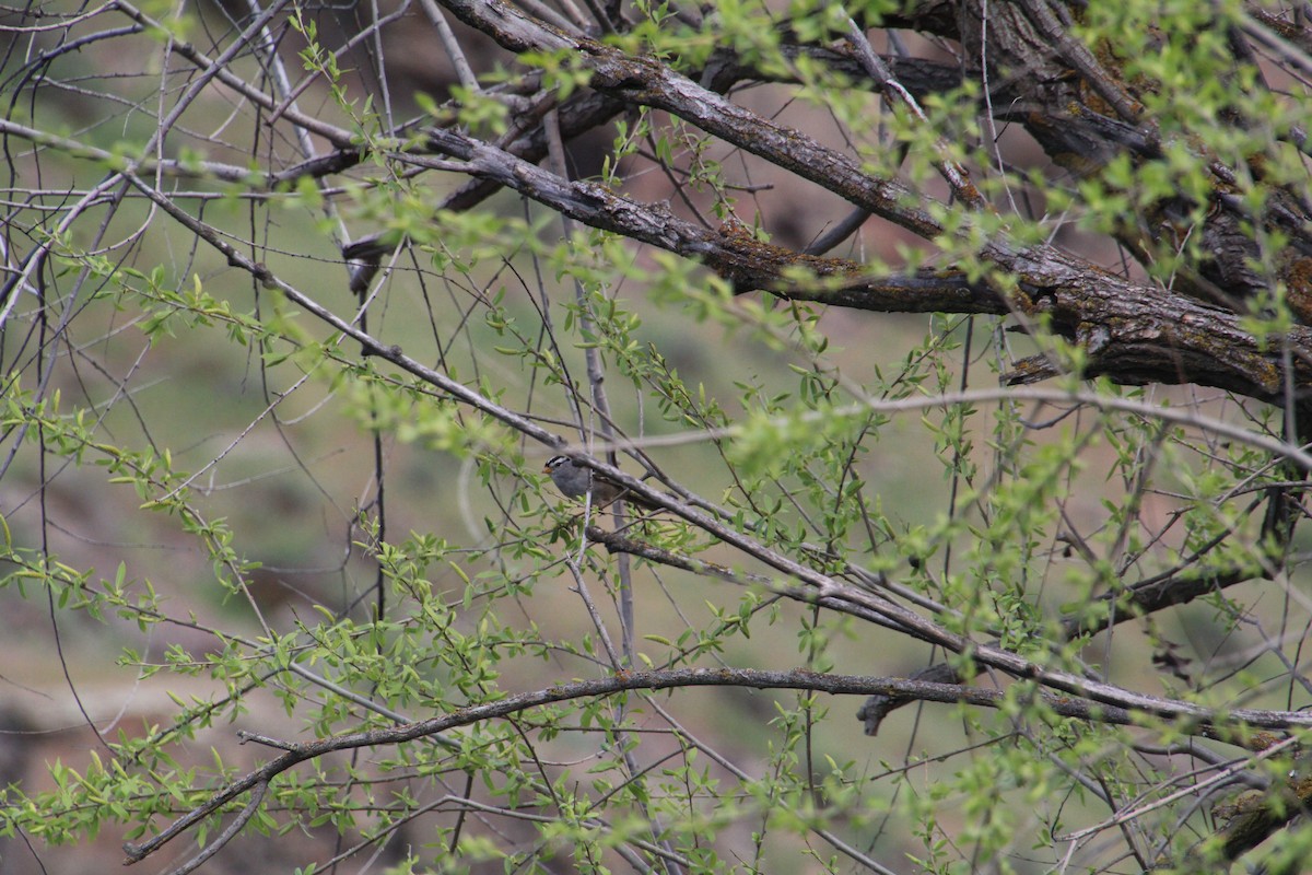 White-crowned Sparrow - ML622101867