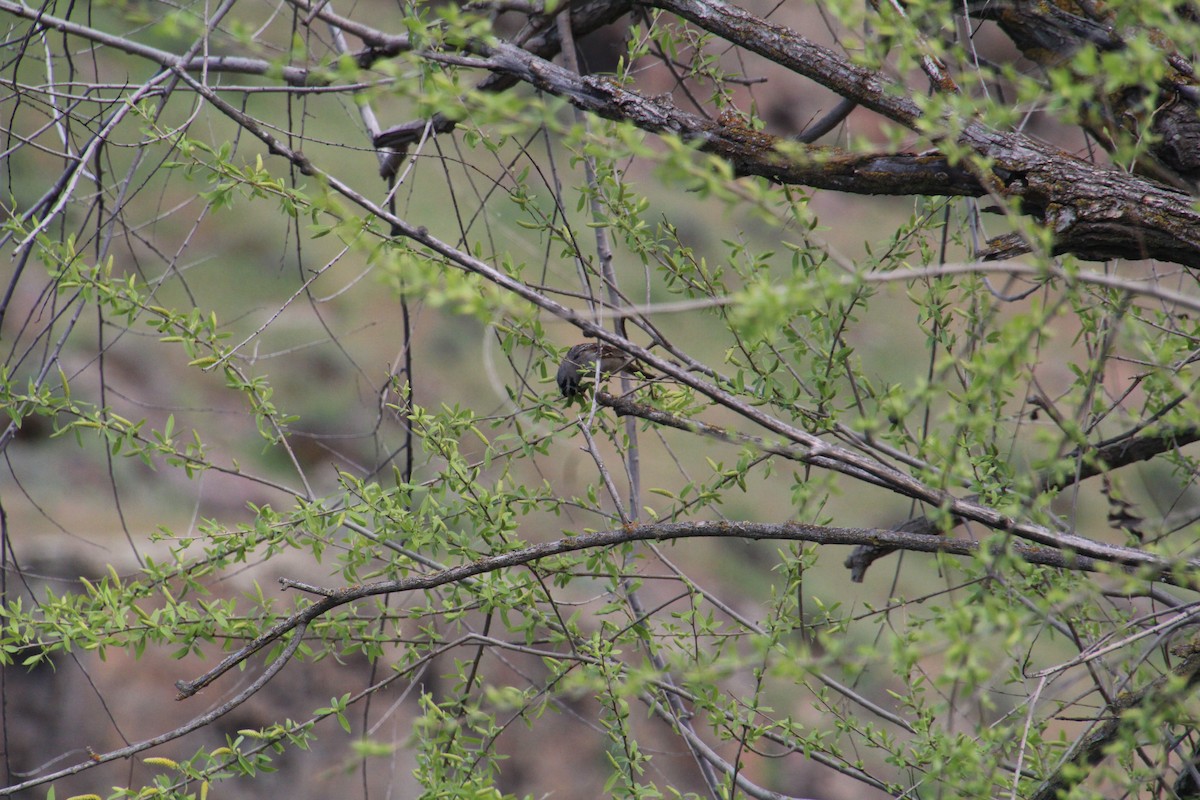 White-crowned Sparrow - ML622101868