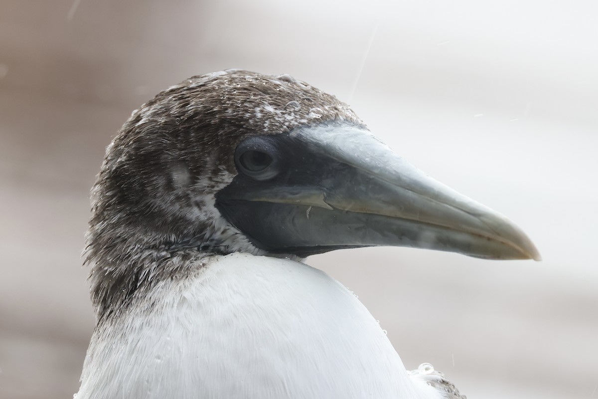 Masked Booby - ML622101881