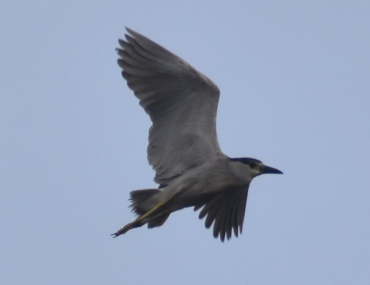Black-crowned Night Heron - ML622101888
