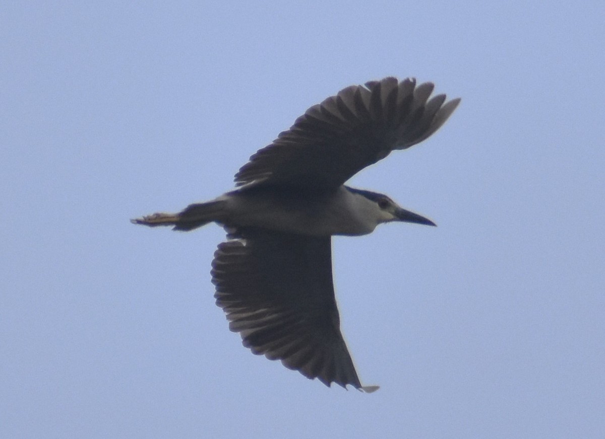 Black-crowned Night Heron - ML622101892