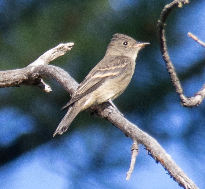 Western Wood-Pewee - ML622101901