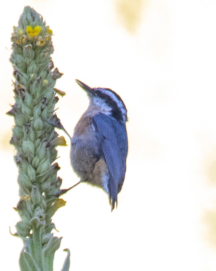 Red-breasted Nuthatch - ML622101907