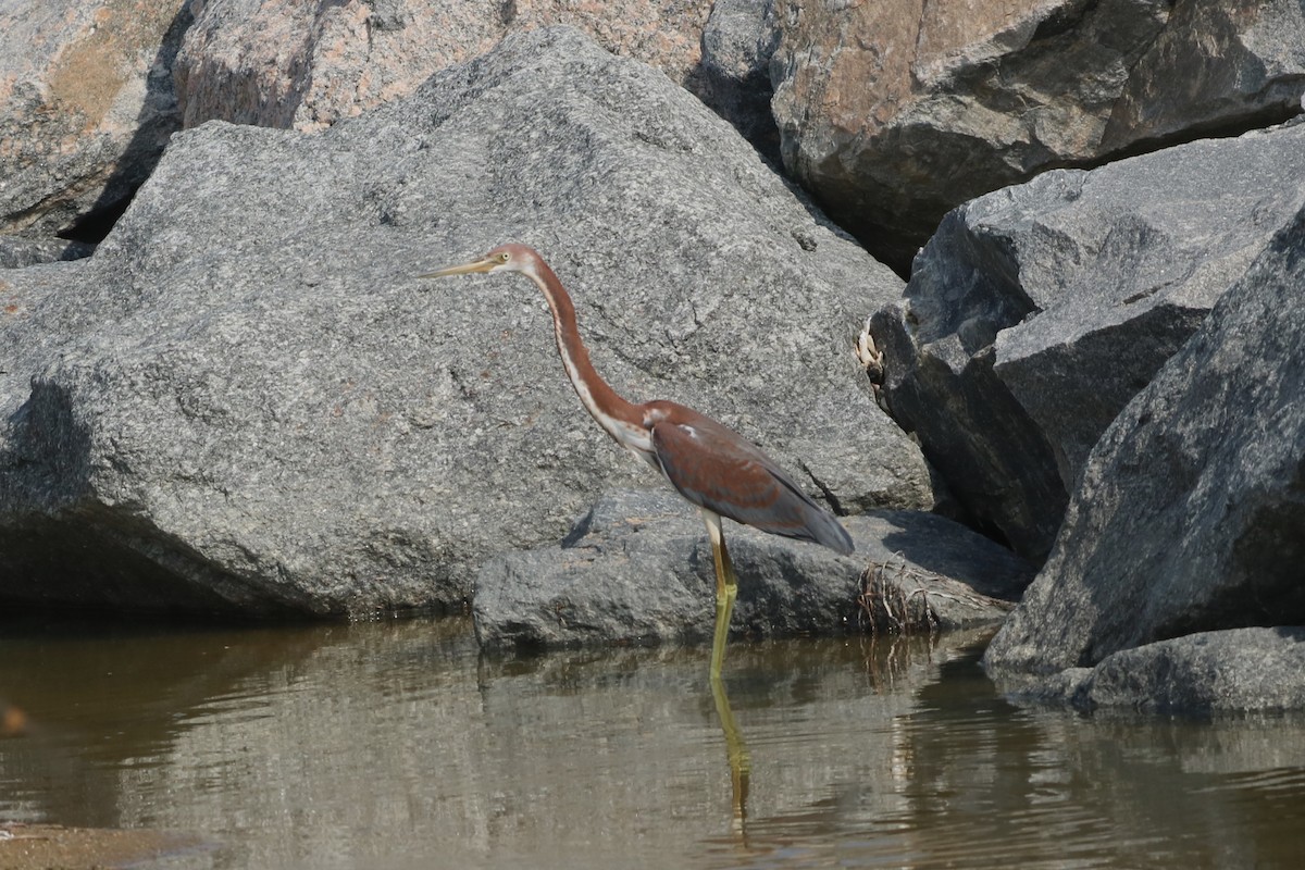 Tricolored Heron - ML622101913