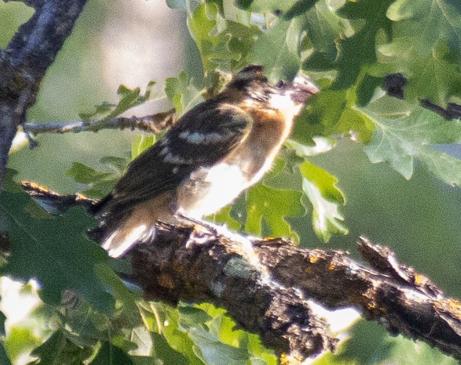 Black-headed Grosbeak - ML622101925