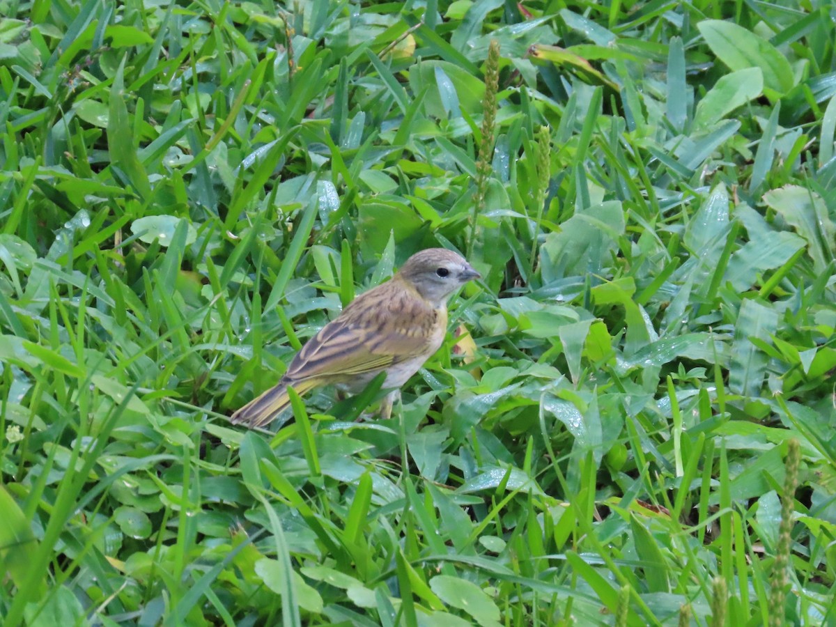 Saffron Finch - ML622101930