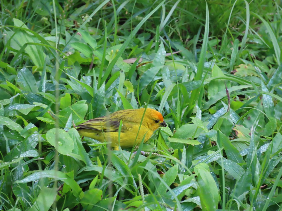 Saffron Finch - ML622101932