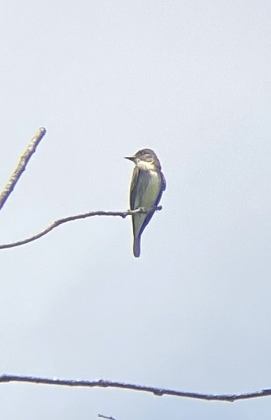 Olive-sided Flycatcher - ML622101943