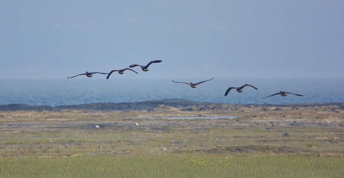 Canada Goose - Éric Lambert