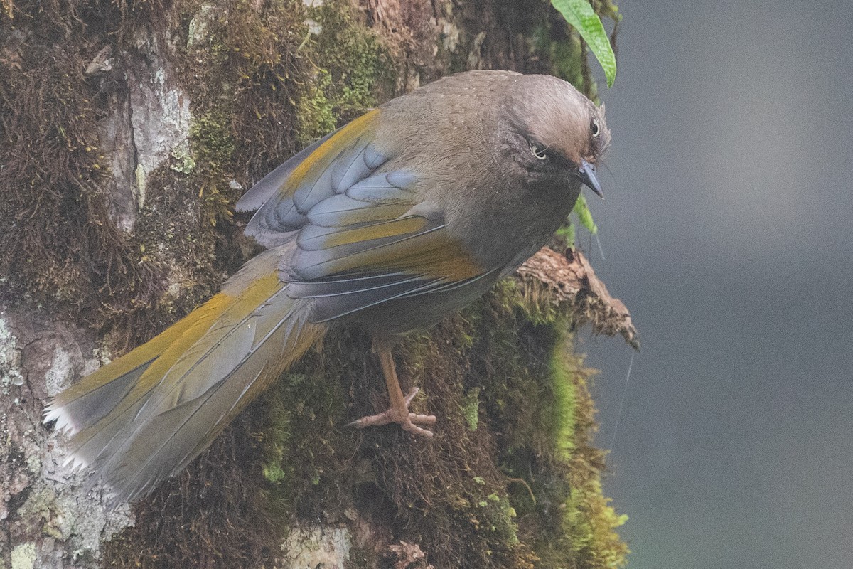 Elliot's Laughingthrush - ML622101977