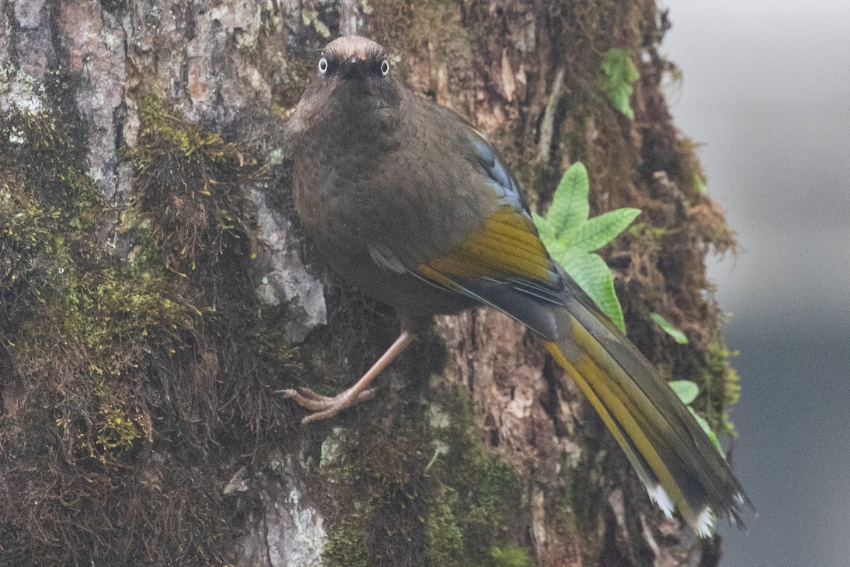 Elliot's Laughingthrush - ML622101978