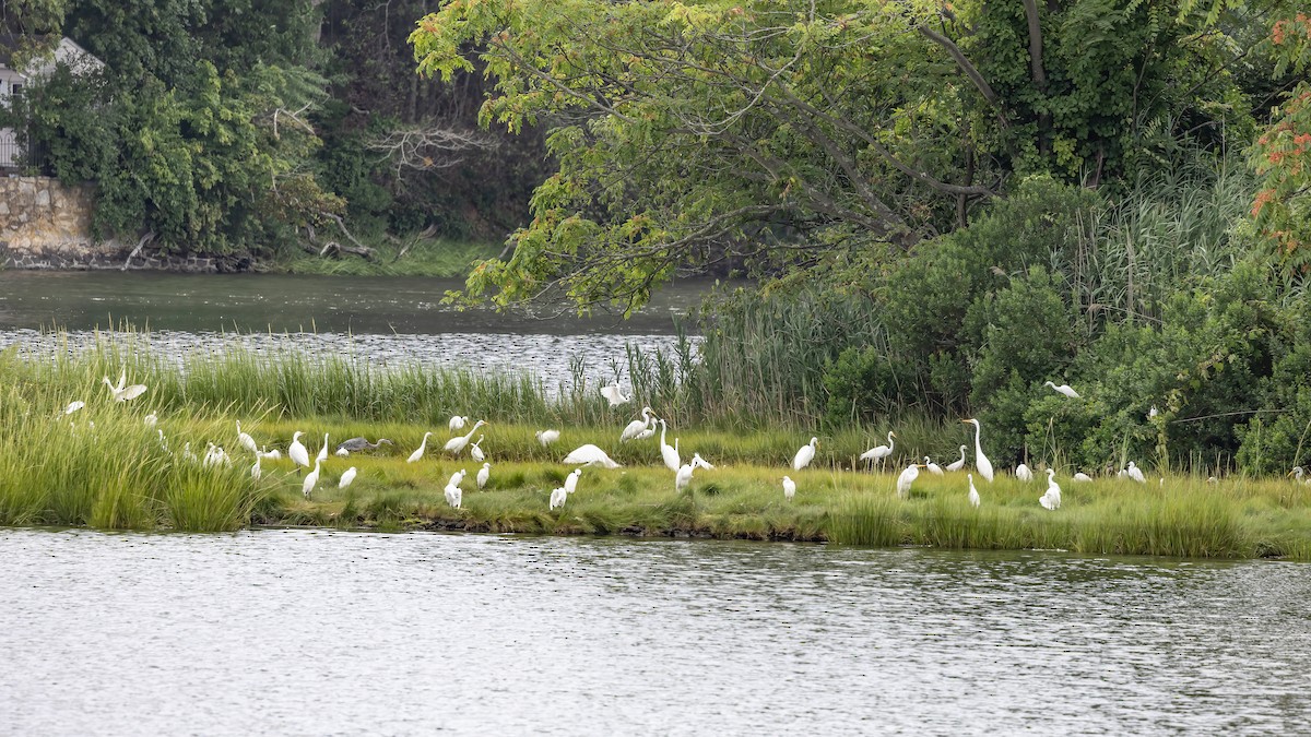 Snowy Egret - Chris S. Wood