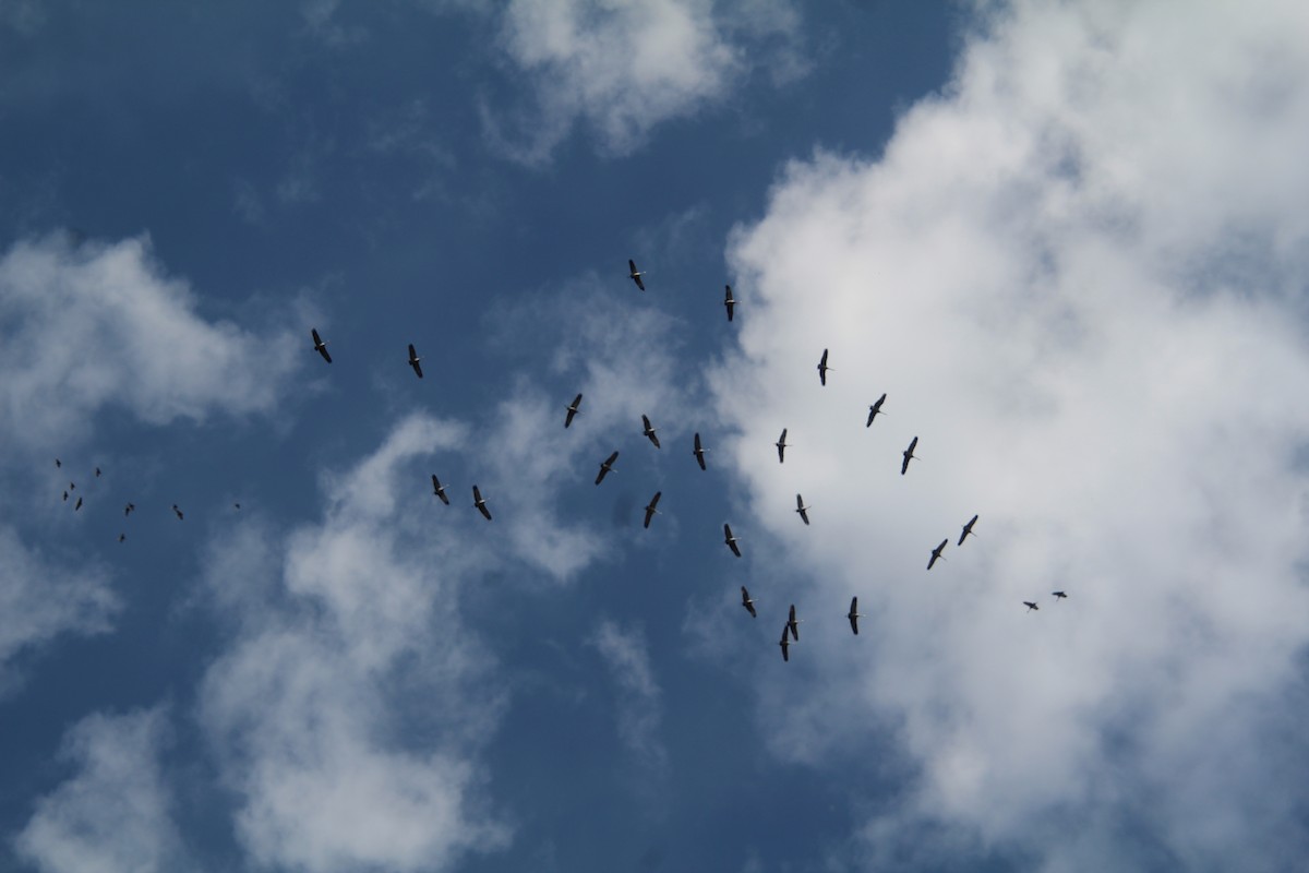 Sandhill Crane - ML622101984