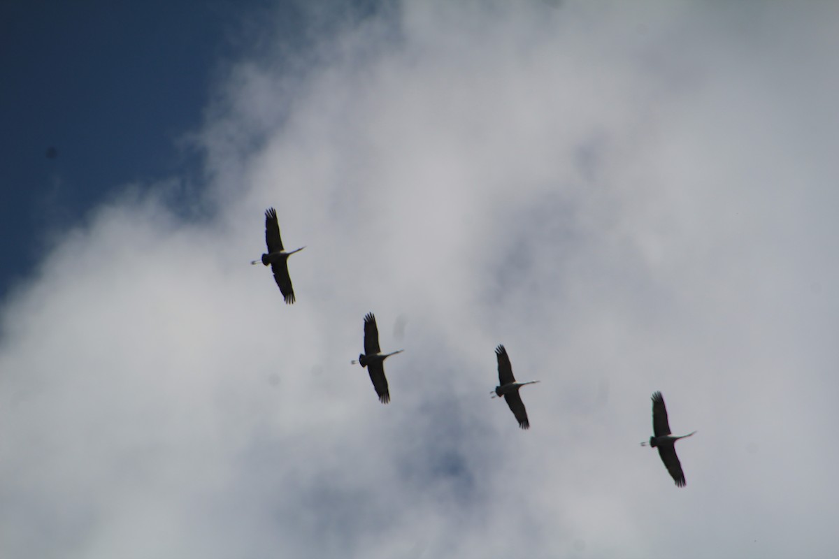 Sandhill Crane - ML622101985