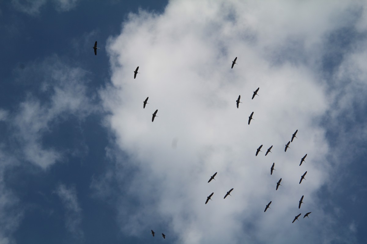 Sandhill Crane - ML622101986