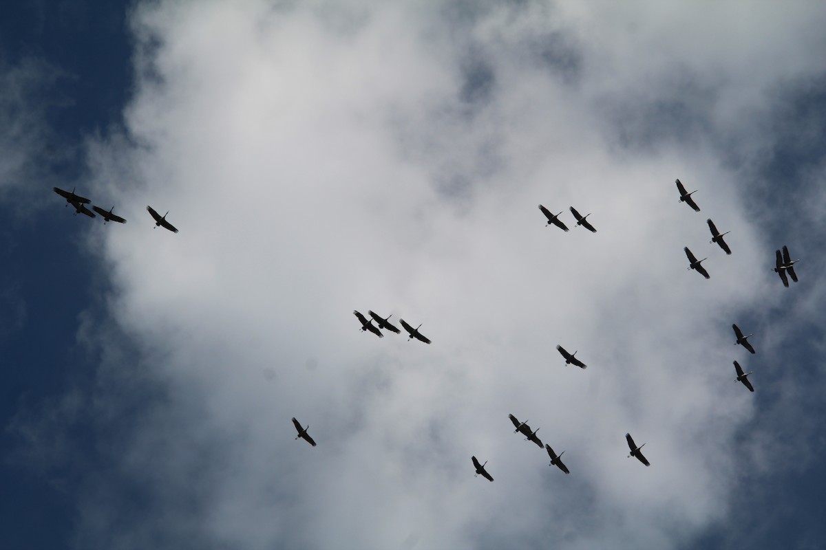 Sandhill Crane - ML622101987